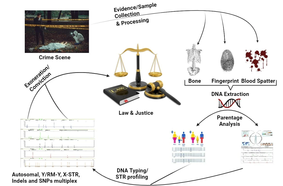 Forensic DNA laboratory pictorial diagram 2