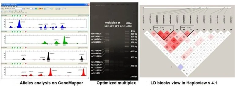 Genetic screening workflow showing GeneMapper allele analysis, an optimised STR multiplex gel and an LD block haplotype view
