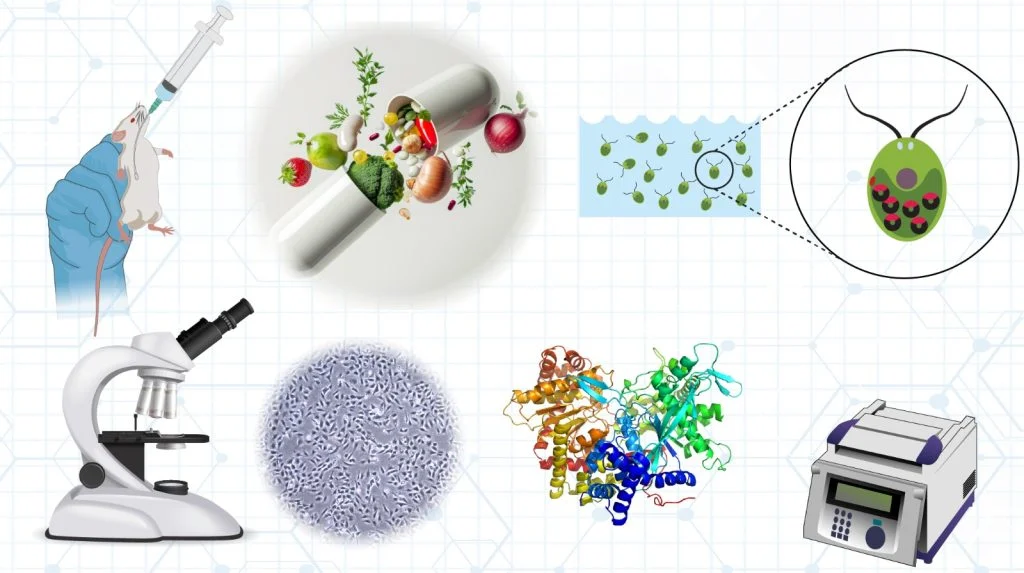 Diagram summarising the lab research topics: animal toxicity testing, nutraceutical extracts, algae biocontrol agents, microbiology, protein structure and PCR-based analysis
