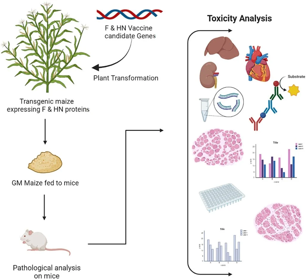 Diagram of plant-based edible vaccine development, from transgenic maize expressing viral proteins through feeding trials to toxicity analysis in a mouse model