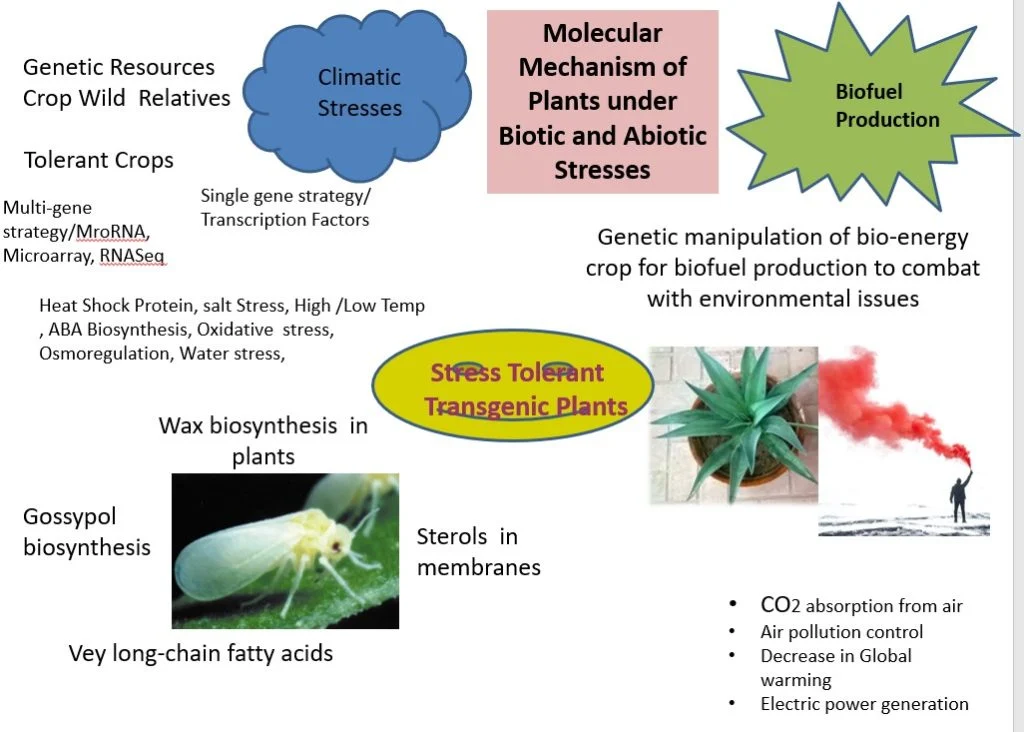 Diagram of the molecular mechanism of plants under biotic and abiotic stresses, covering climatic stress tolerance, wax and gossypol biosynthesis and biofuel production