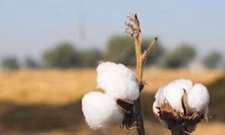 Punjab Seed Council in its 57th Meeting approved transgenic triple gene cotton variety (CEMB-CKC-05)