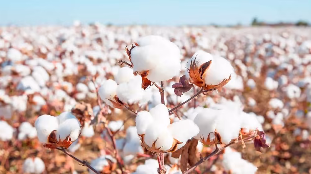 CEMB Achieves Major Milestone with Approval of CKC Cotton Varieties for General Cultivation in Sindh